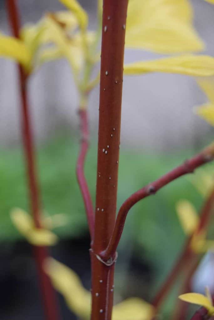 Cornus alba 'Aurea' 40-60 cm